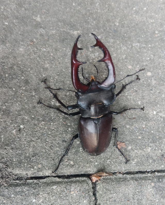 Вот такого красавца сейчас встретил