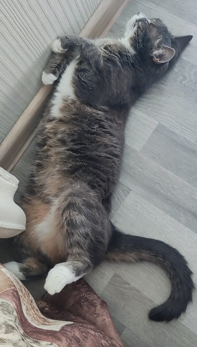 Нужна помощь по котейке!