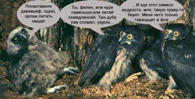 Котэ, совэ и все-все-все