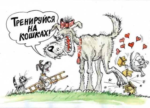 Что получится, если скрестить алабая и чихуа? Как вообще выглядят метисы крупных и мелких пород собак