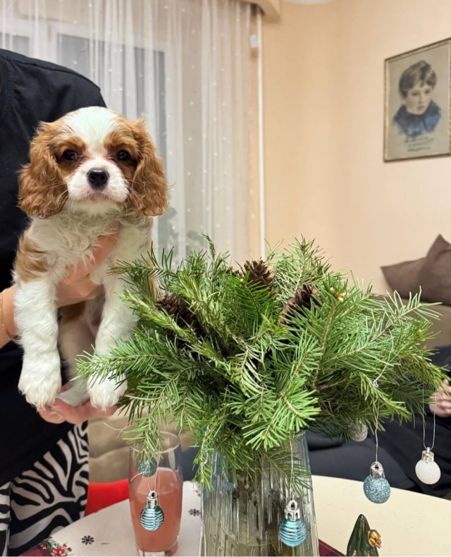 К Собакочетвергу - Два друга
