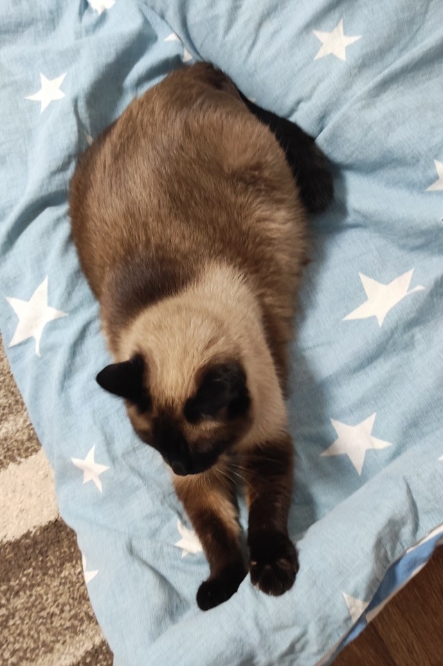 Котик впервые видит малыша