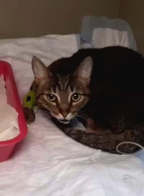 Как обычный русский котейка несправедливо пострадал из-за проигрыша каких-то заморских жабоедов