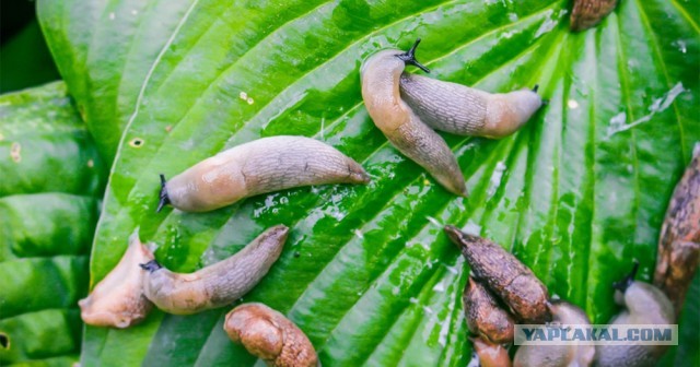 Литболталка