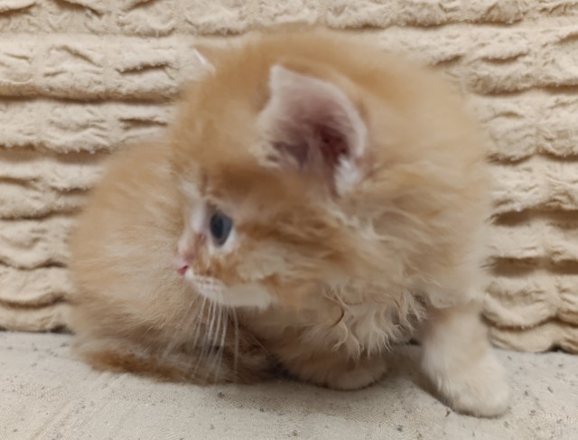 Принимайте в ряды которабов