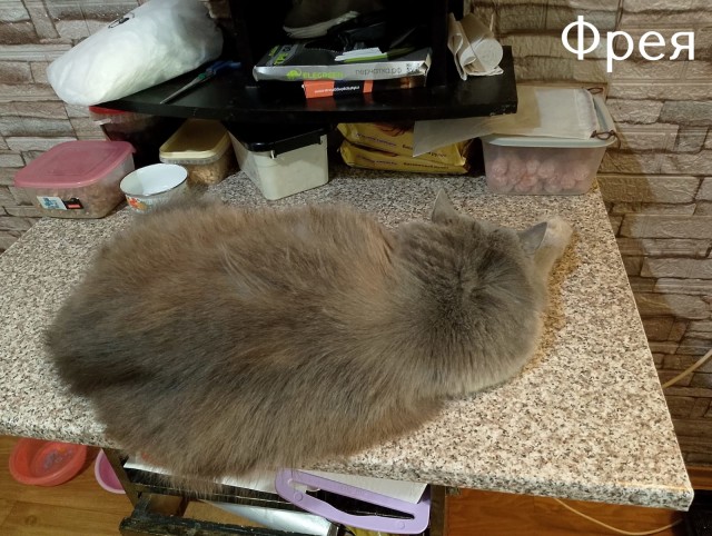 Жизнь домашнего приюта "Котоленд" 509