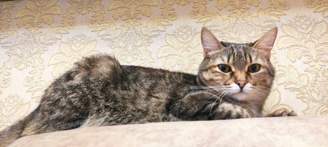 Котовторник 21.10.2025