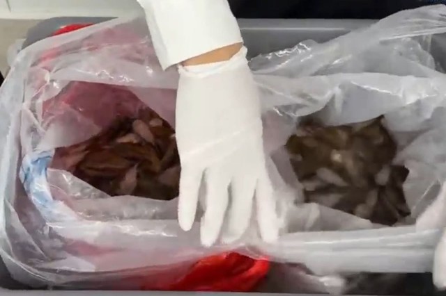 Женщина пыталась пронести под юбкой 229 живых рыб на таможне в Гонконге