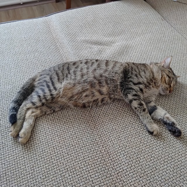 Кототчёт(Котопись 1)