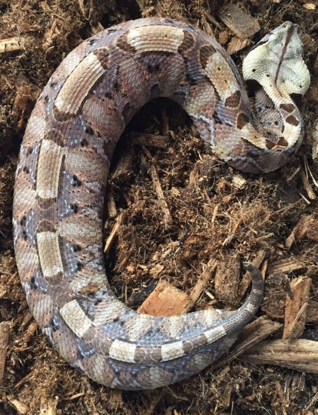 Габонская гадюка