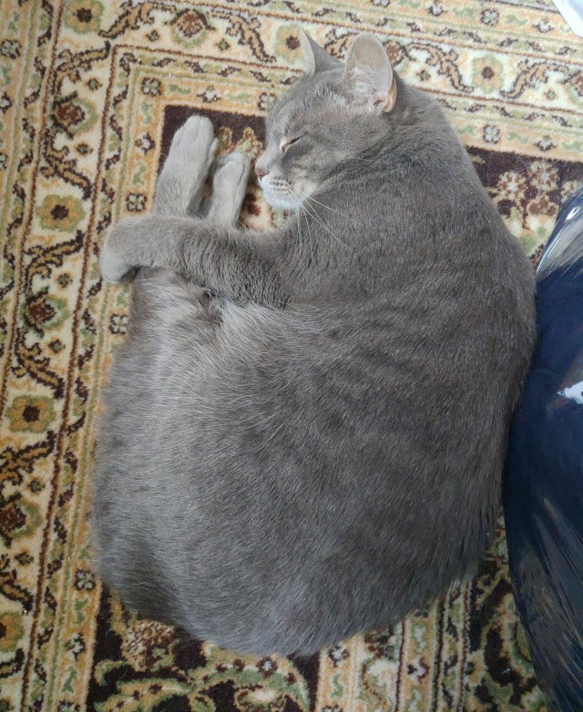 Котовторник. Маруселла.