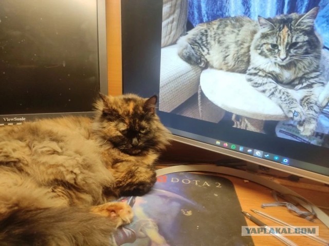 Котовторник: моя инвалидка
