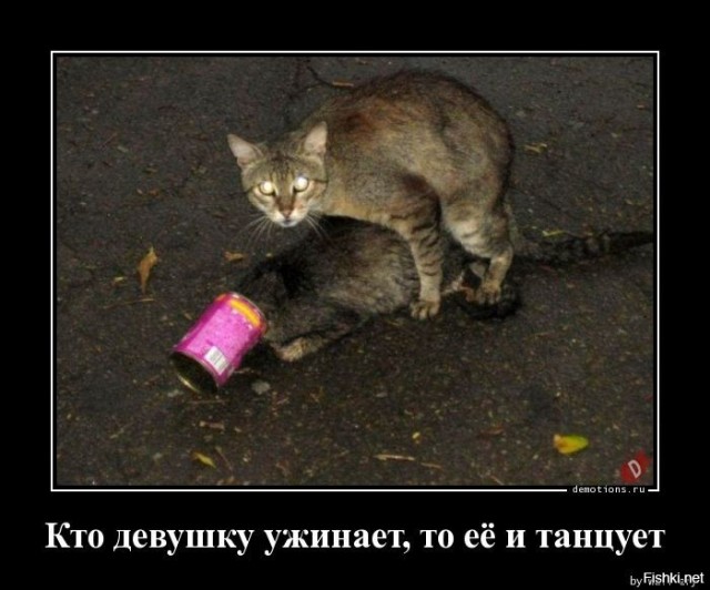 Как я дошутился сейчас на даче