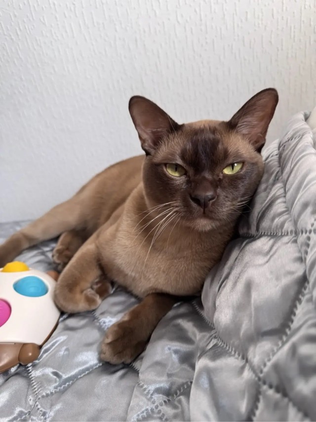 Котовторник Феникса