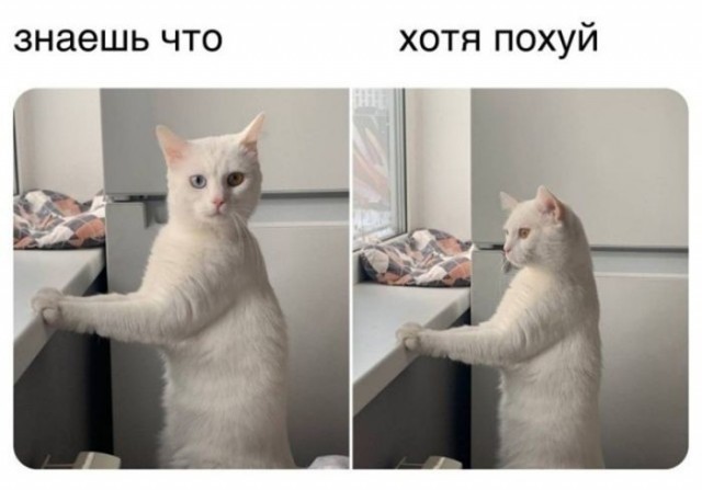 Веселые картинки в понедельник (21.09)