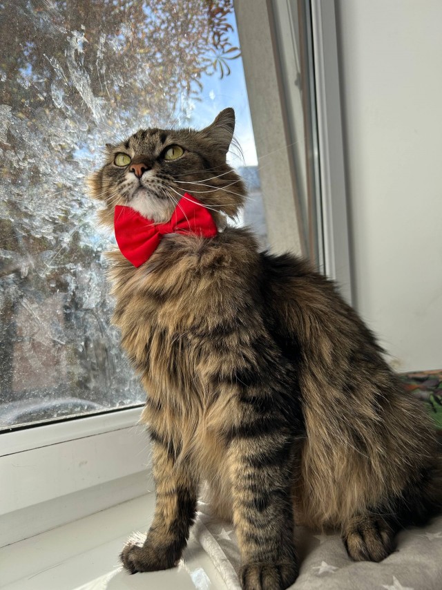Очередной котовторник