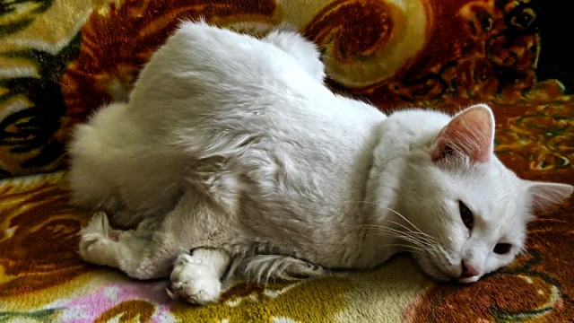 Котейка, который не знает как лежат котейки
