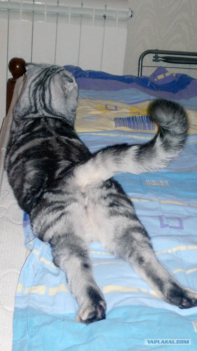 Котовторник 8.10.2013