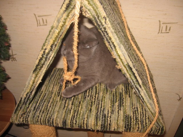 Дом для кота на скорую руку