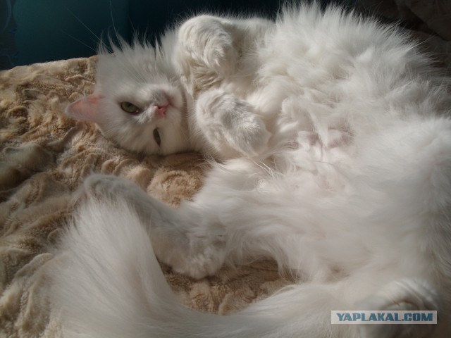 Котовторник 09.09.2014