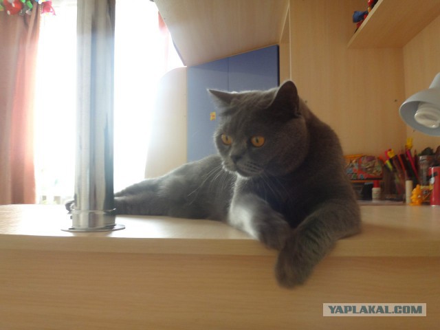 Котовторник 23.09.2014.