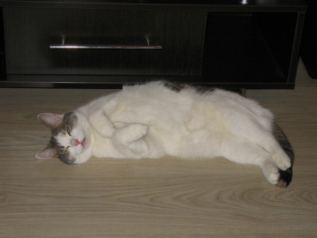 Котовторник