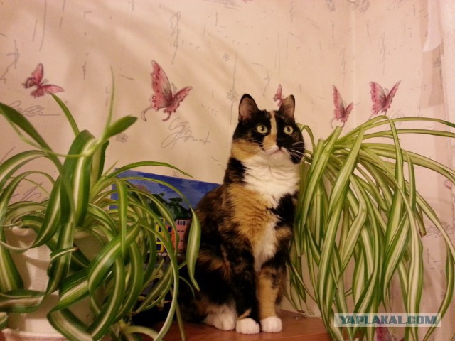 Котовторник