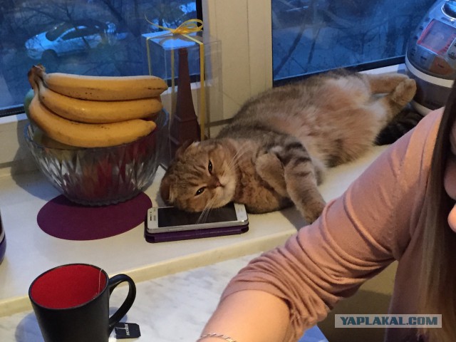 Котовторник 31.03.2015