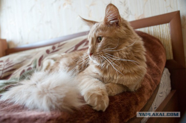 Котовторник 07 04 2015