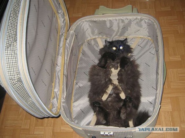 Котэ бортпроводника