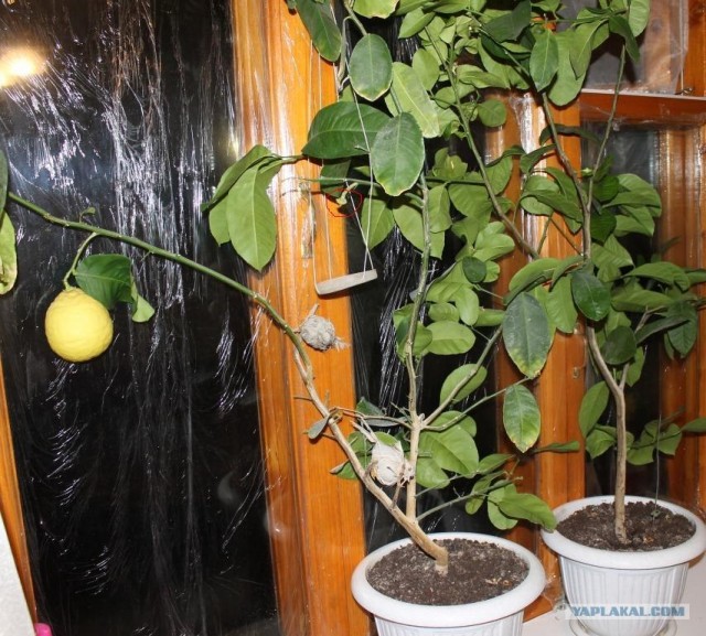 Лимончик вырос