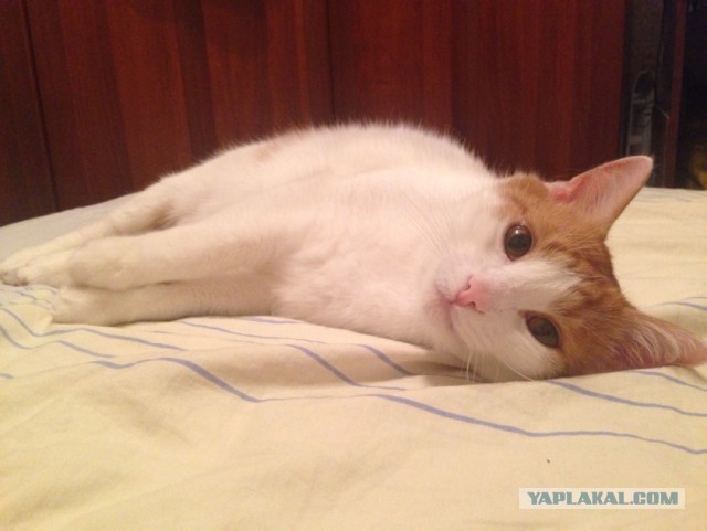Котовторник 14.07.2015