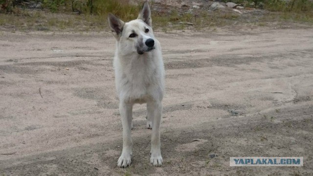 ЯП съездил за Полярный круг