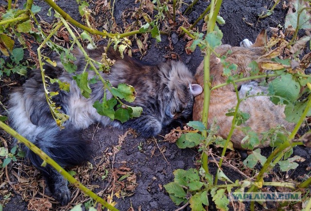 Котовторник