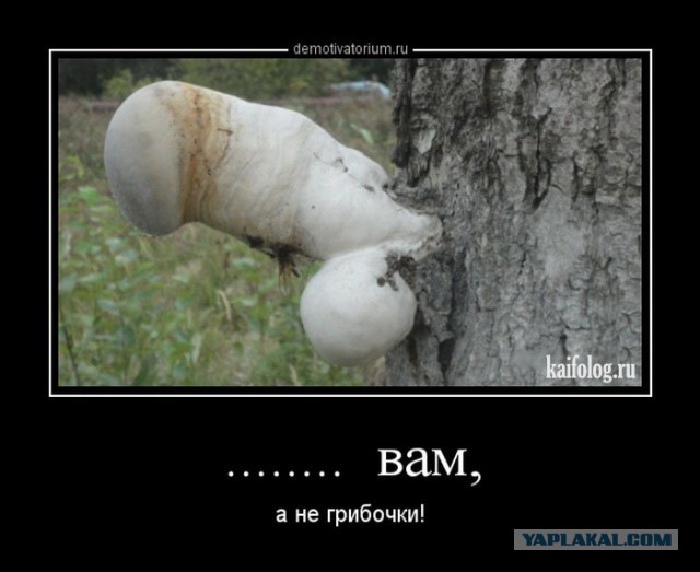 Веселые картинки