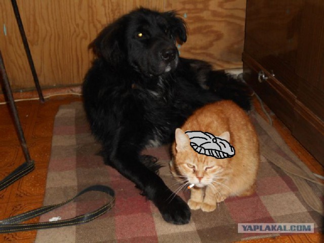 Жизнь домашнего приюта для котеек 85