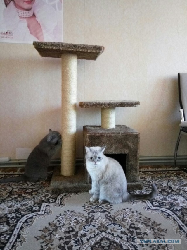 КОТЭдж