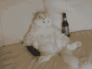 Коты, кошки, котята
