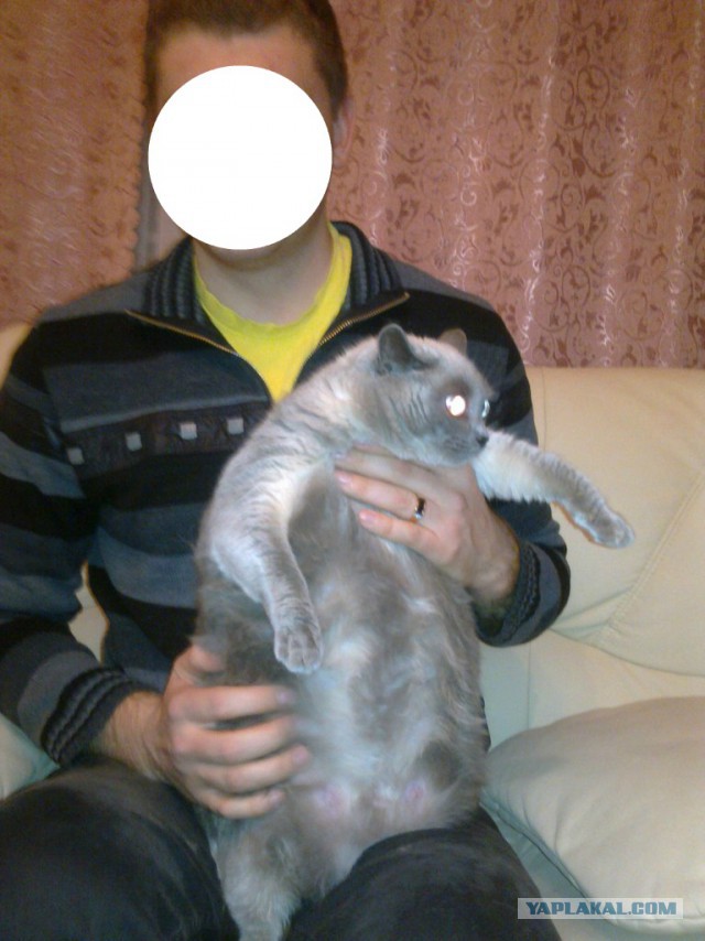 Котовторник 22.12.2015