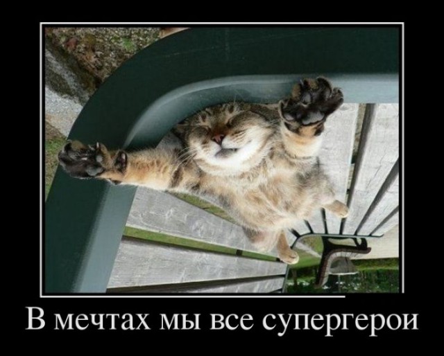 Демы к котовторнику!