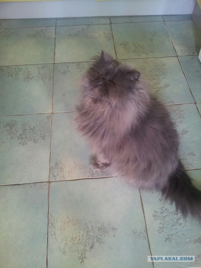 Котовторник 21.06.16