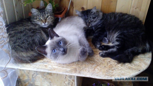 Котовторник 26.07 2016