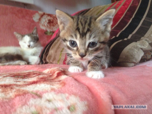 Котовторник. Алиса. Одно из лучших творений природы.