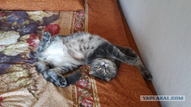 Котовторник 04.10.16