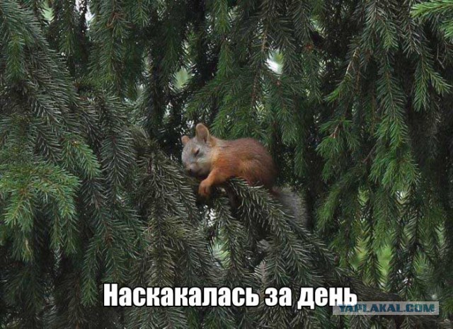 Подборка интересных и веселых картинок