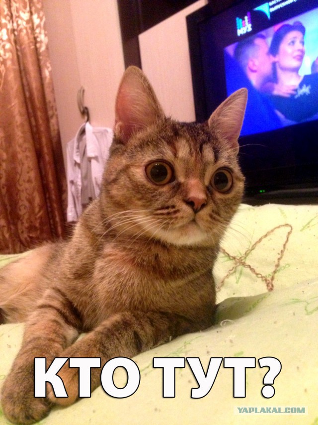 Котовторник 24.01.2017