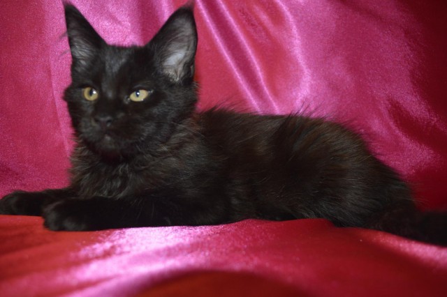 Коты и Кошки