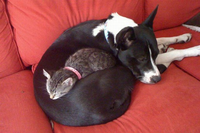 Коты и Кошки