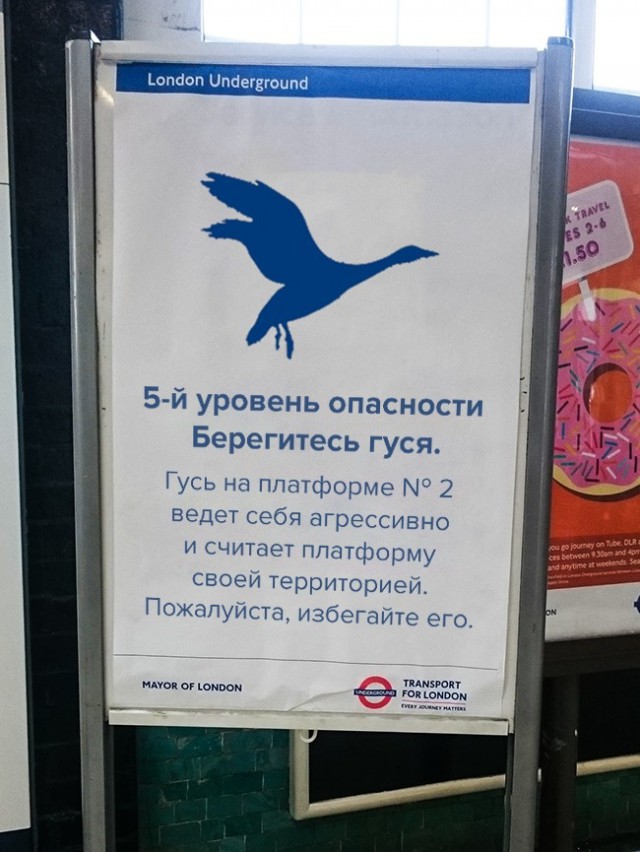 30 объявлений, мимо которых вы просто не сможете пройти