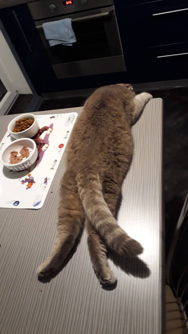Коты и Кошки